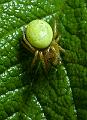 Agurkedderkopp (Araniella cucurbitina)